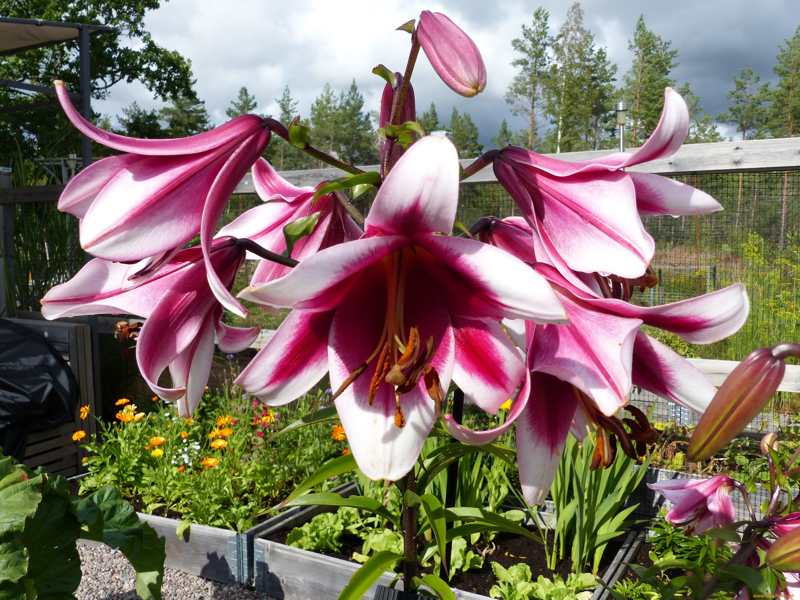 цветы, лилии, , лилейники, двухцветные, макро