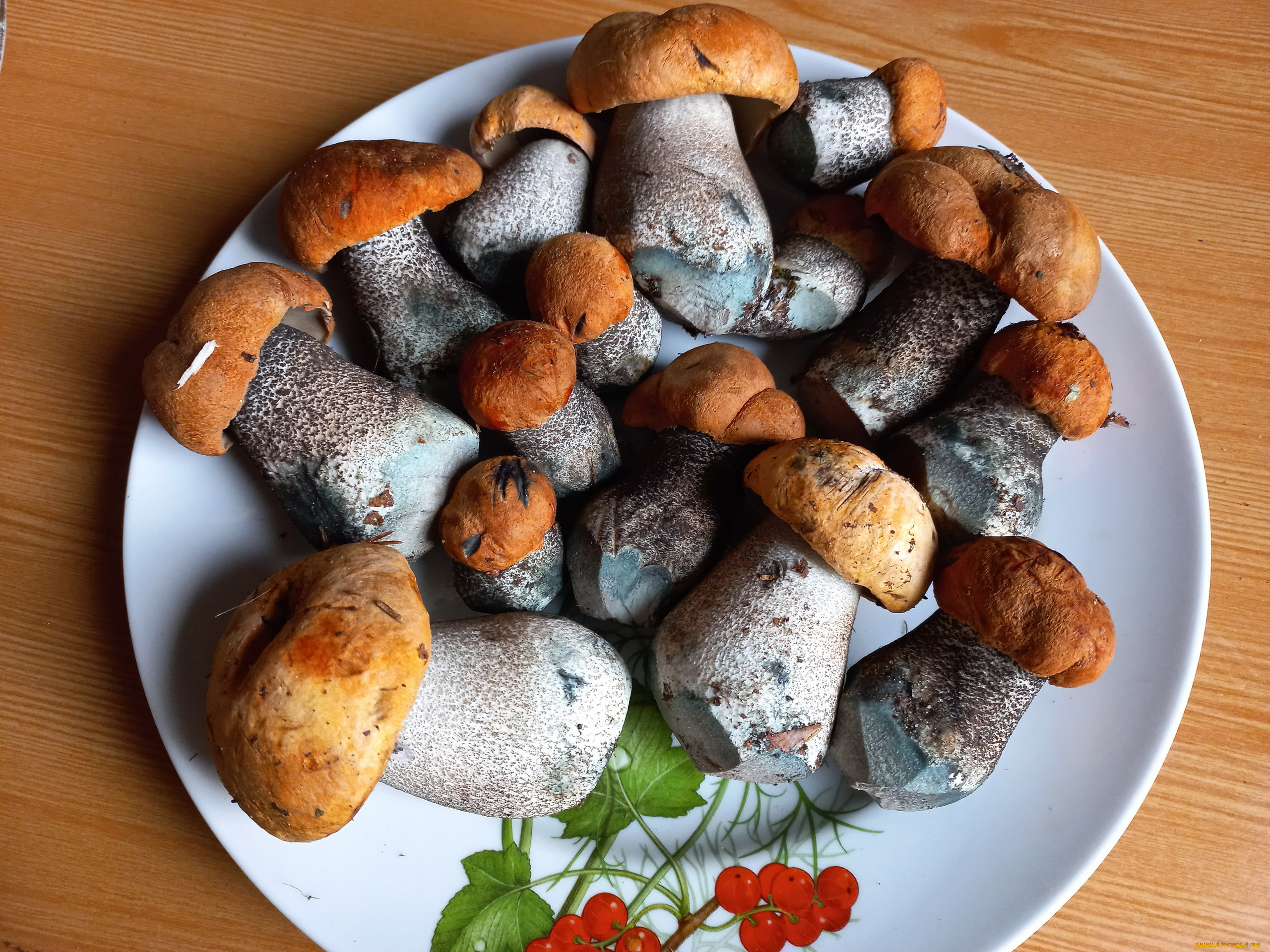 еда, грибы, , грибные, блюда, свежие, лесные, подосиновики