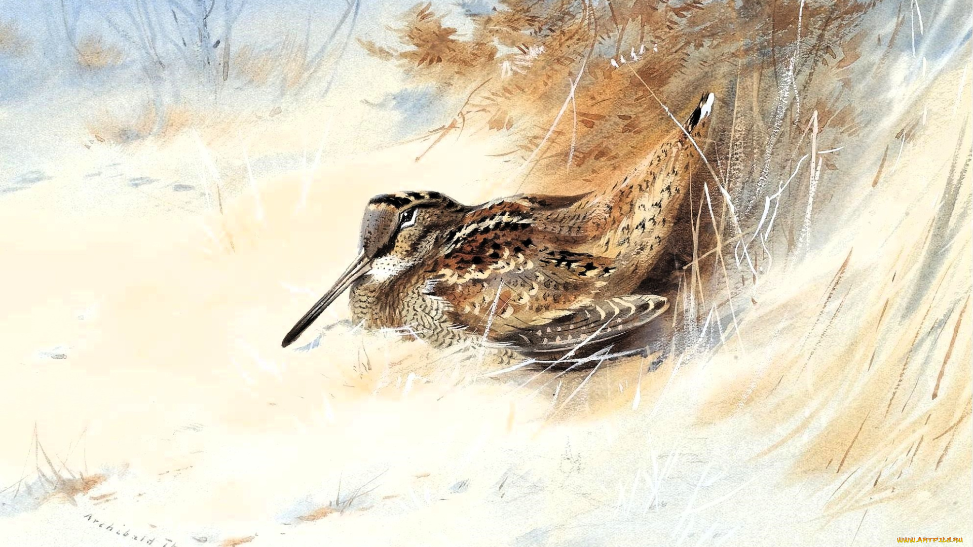 рисованное, archibald, thorburn, вальдшнеп, трава, кусты, деревья