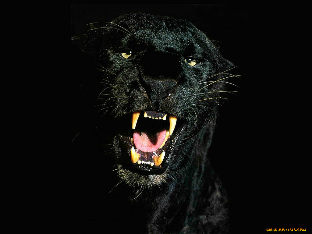 животные, пантеры