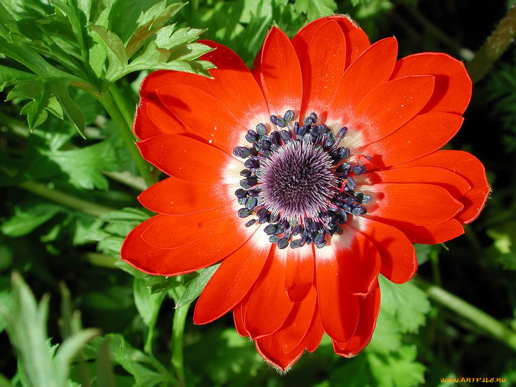 цветы, анемоны, адонисы