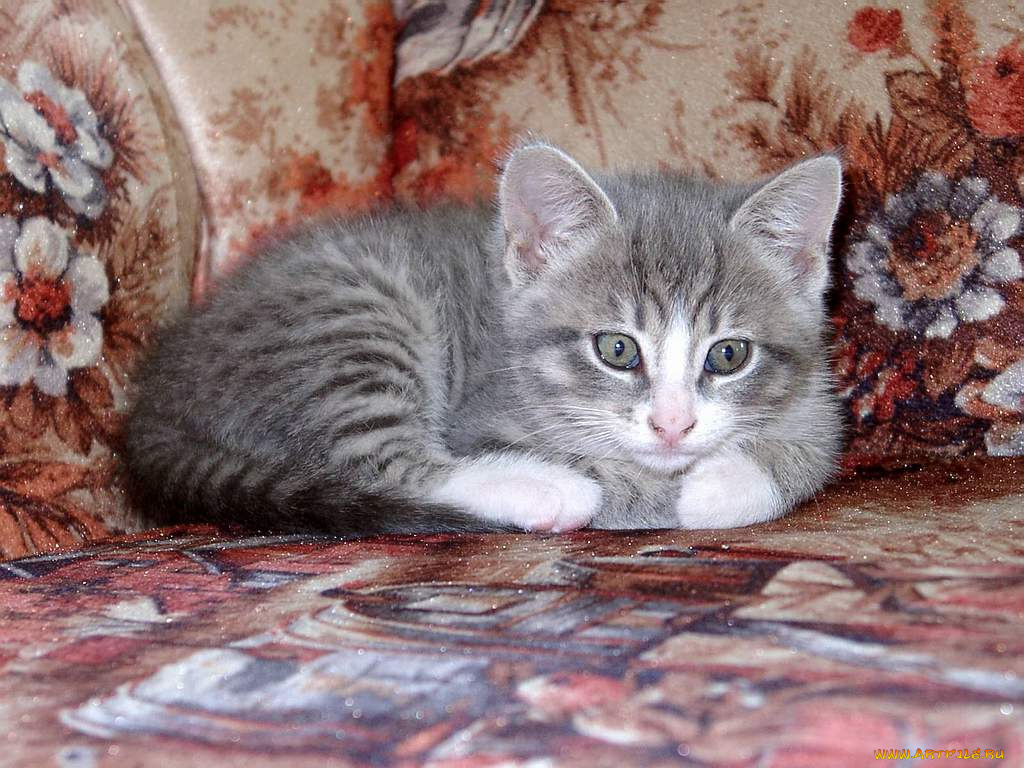 котёнок, животные, коты