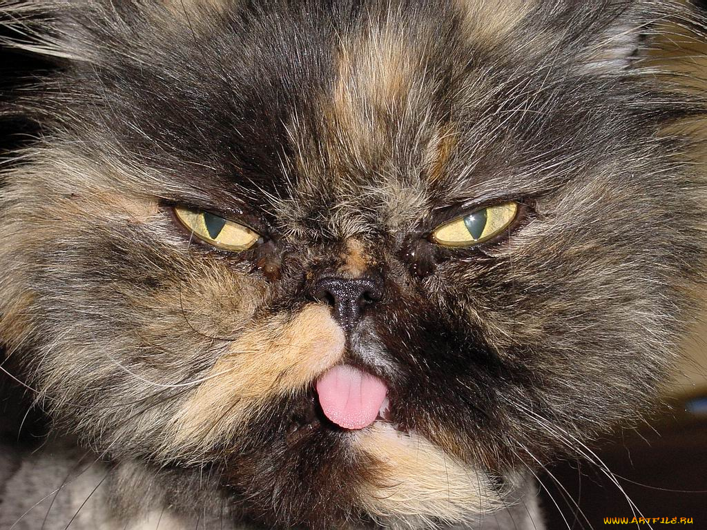 перс, шиншилла, животные, коты