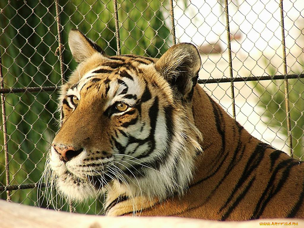 тигр, животные, тигры