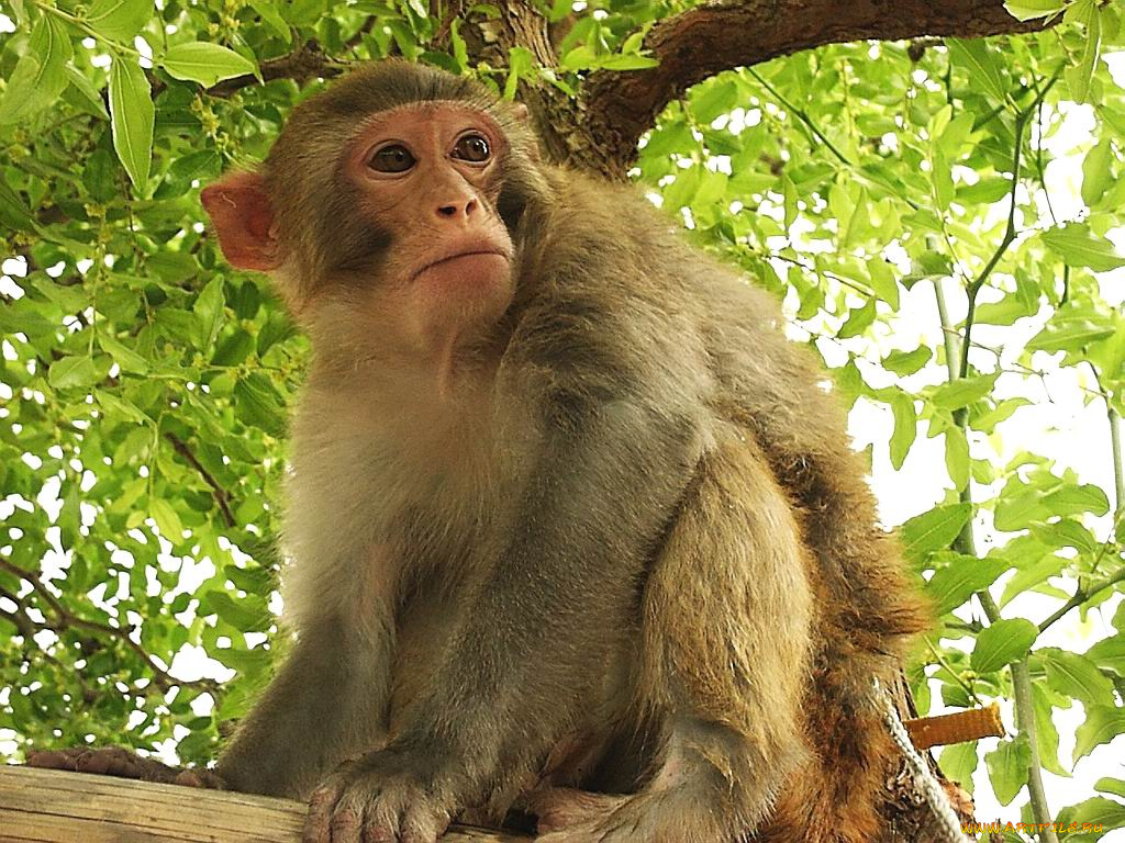 животные, обезьяны
