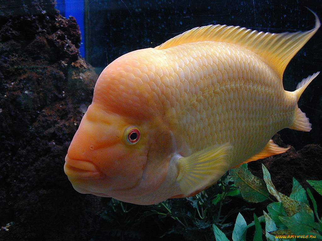 животные, рыбы