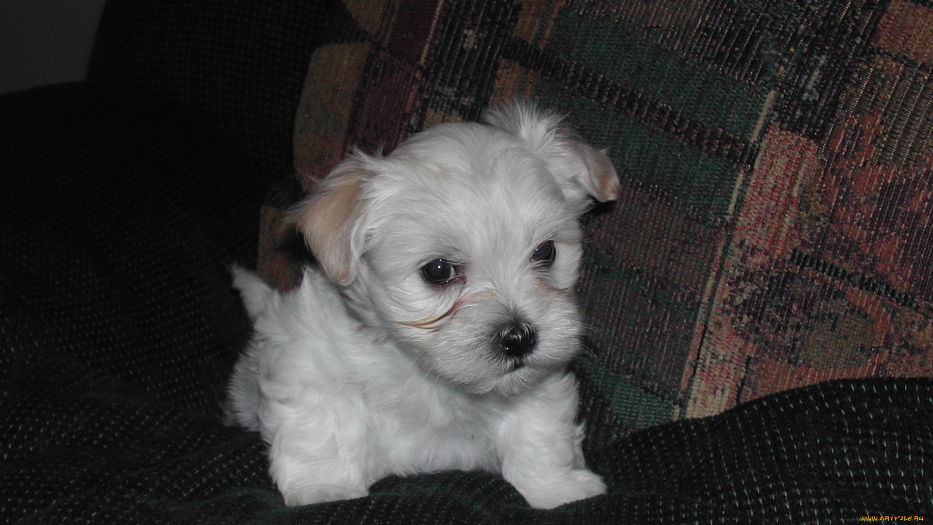 животные, собаки