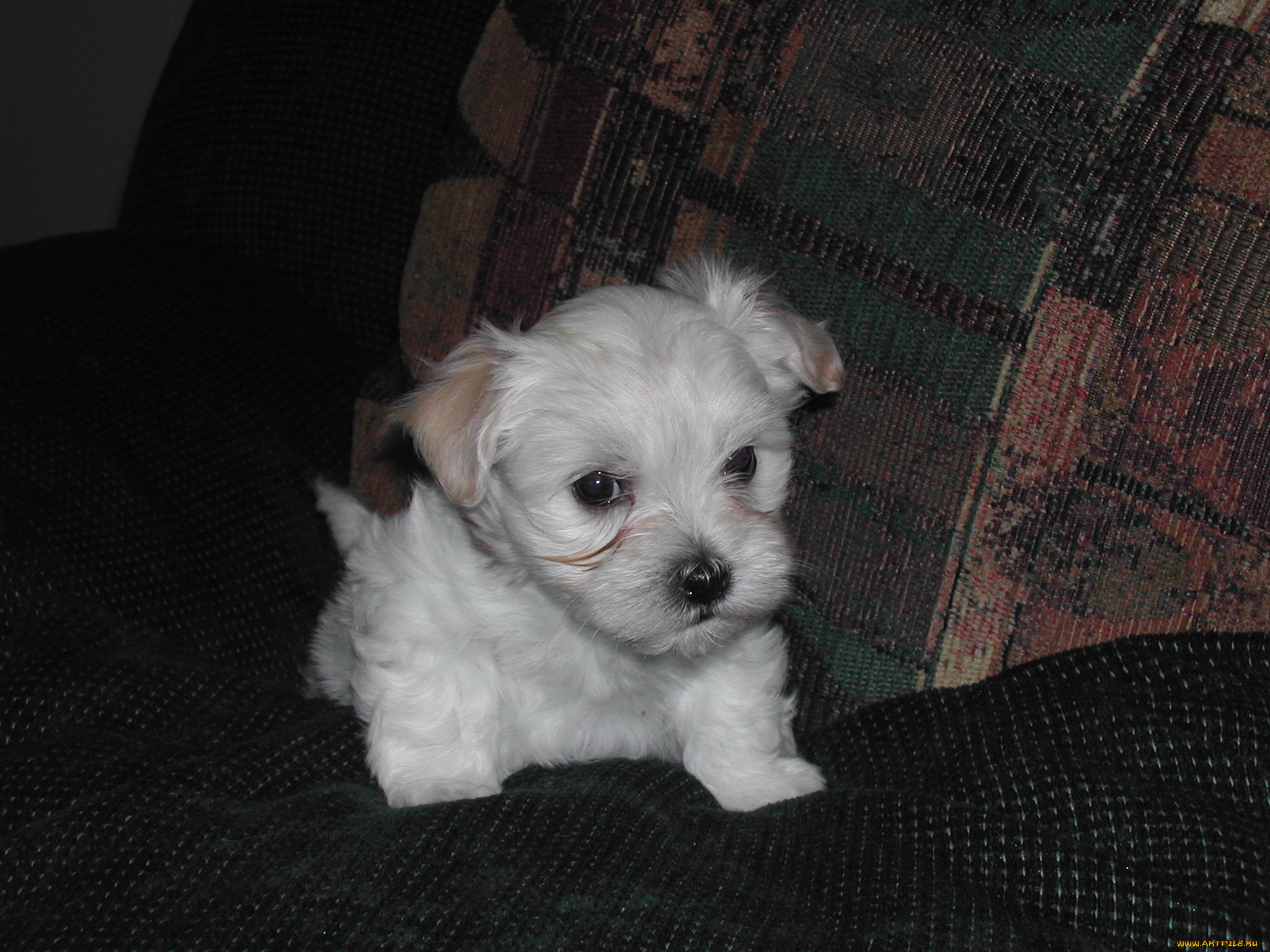 животные, собаки