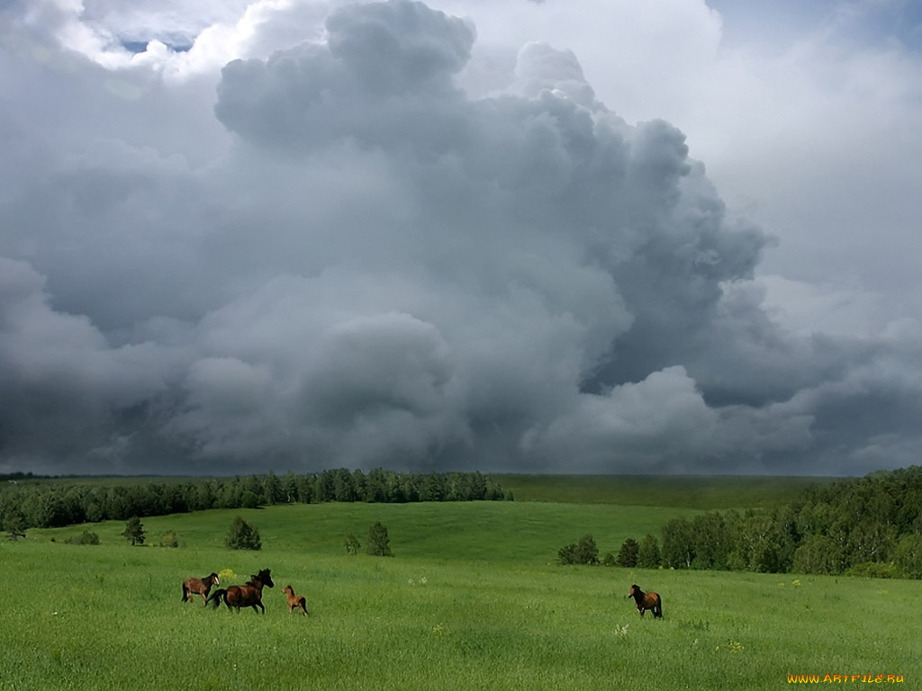 borisova, ты, куда, несмышленыш, побежали, домой, животные, лошади