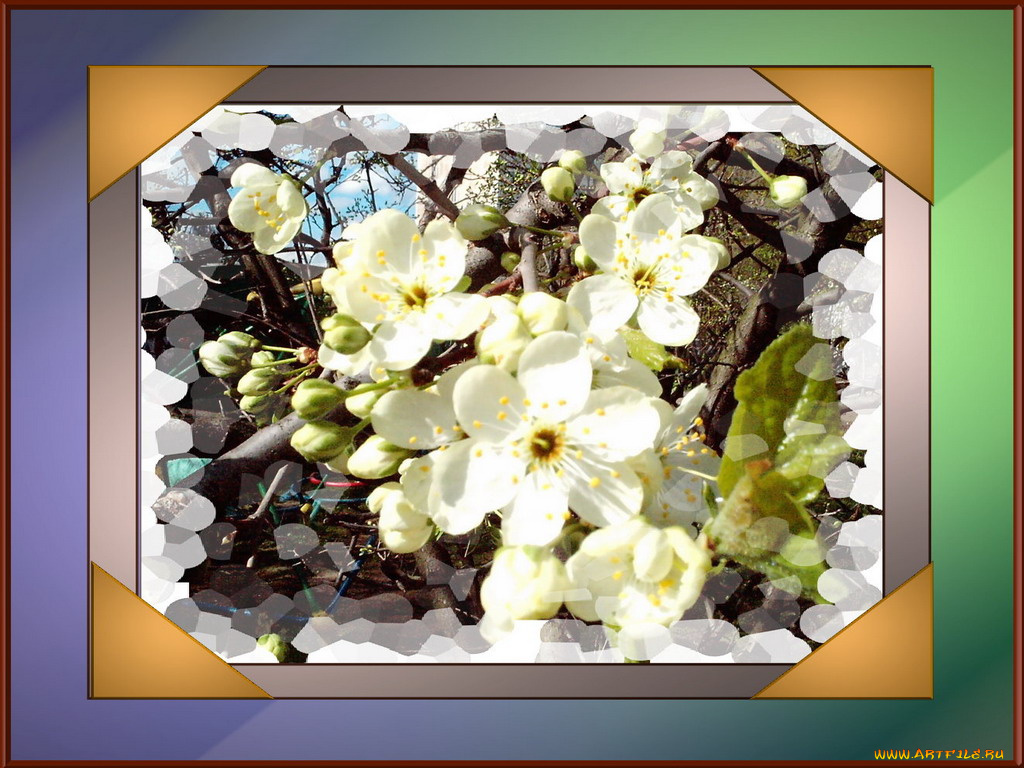 цветы, цветущие, деревья, кустарники