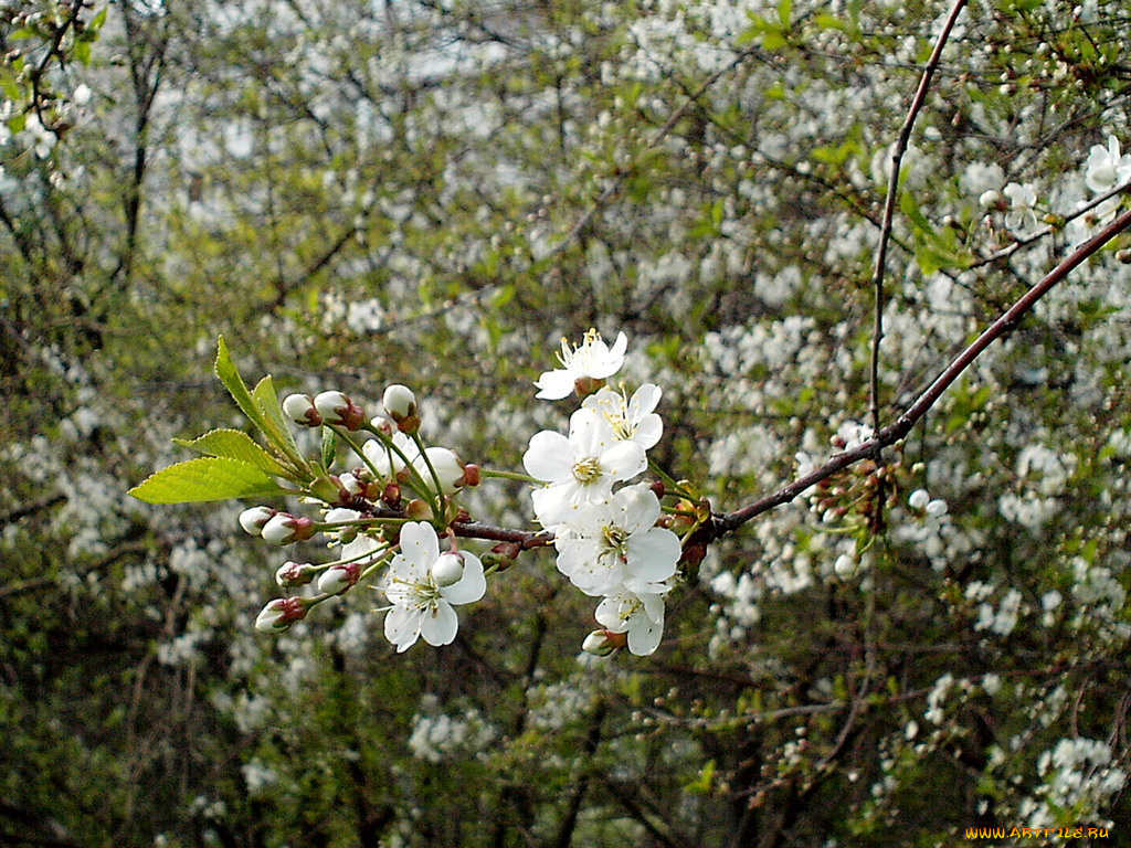 цветы, цветущие, деревья, кустарники