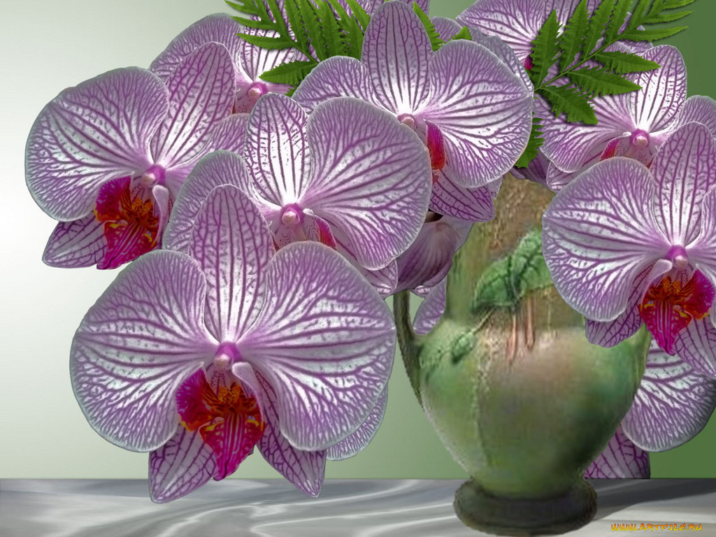 цветы, орхидеи