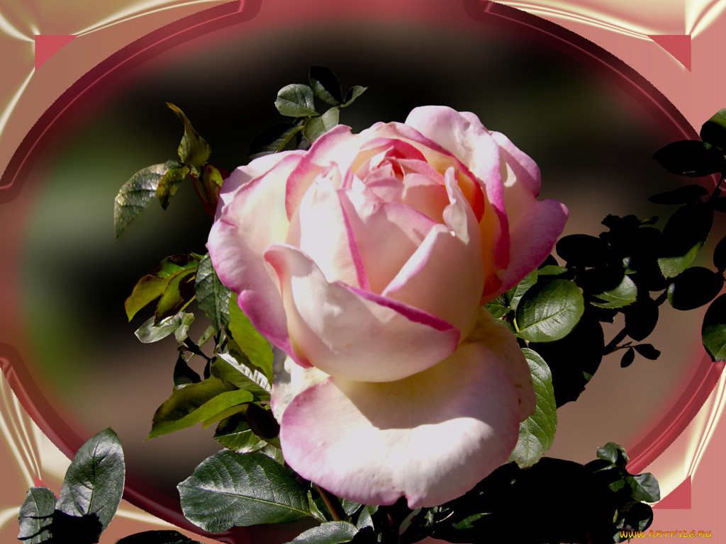 цветы, розы