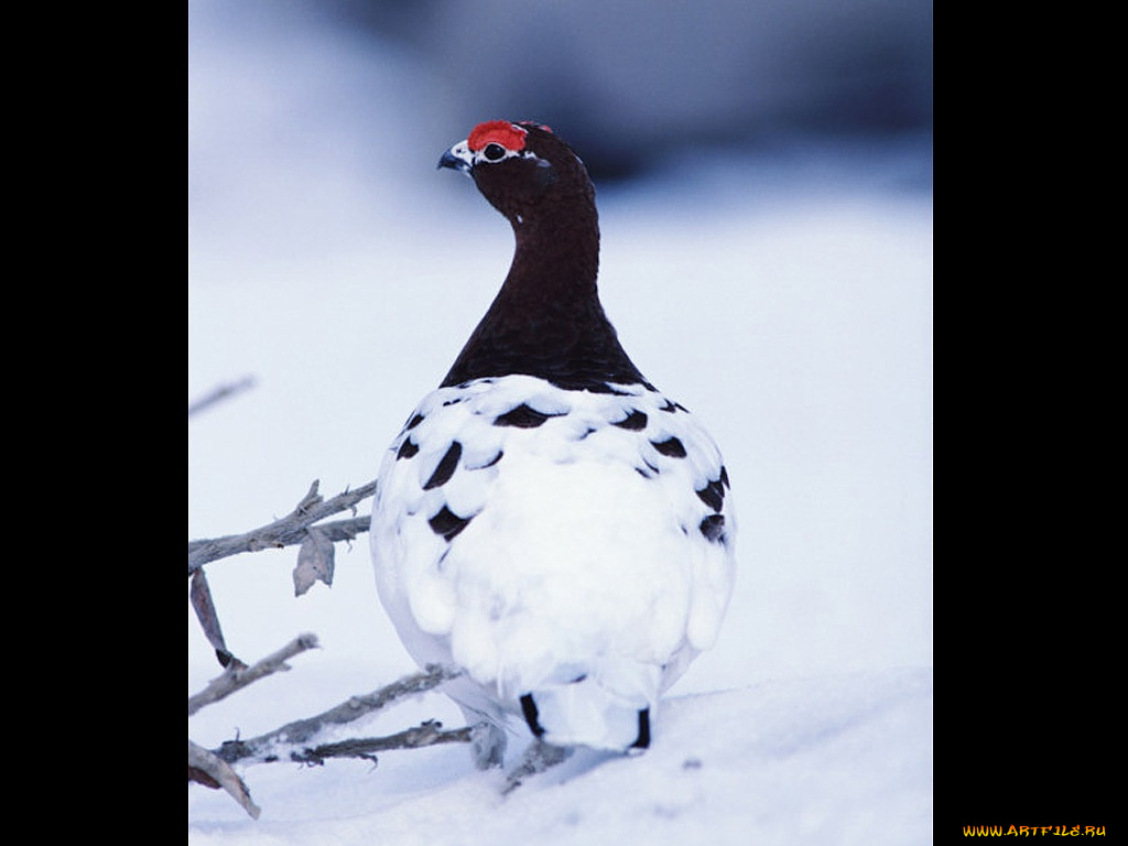 животные, глухари, тетерева, фазаны