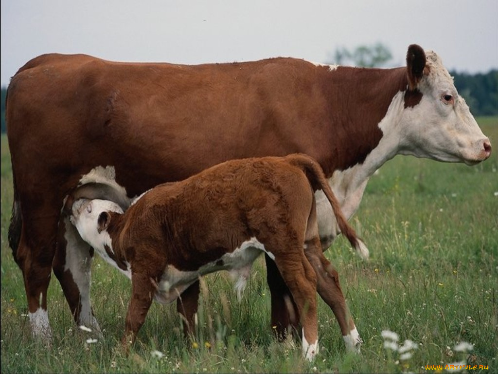животные, коровы, буйволы