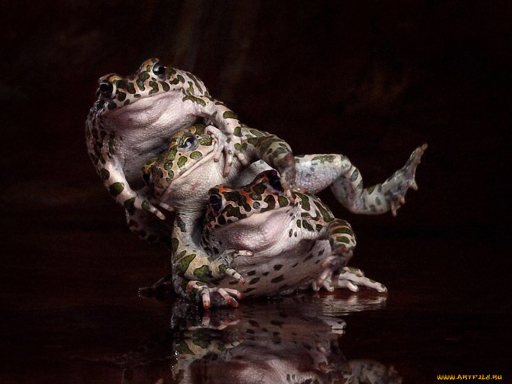 животные, лягушки