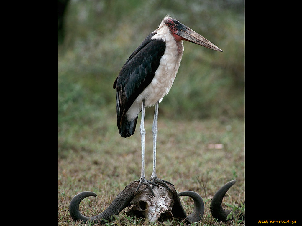 животные, птицы