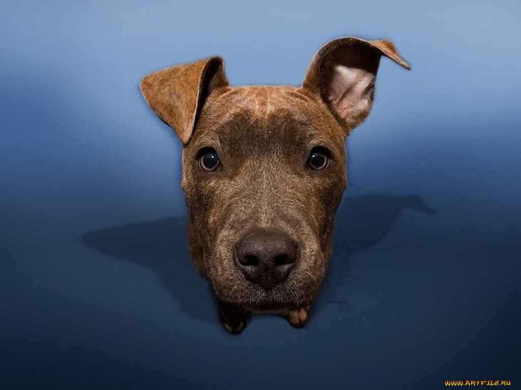 животные, собаки