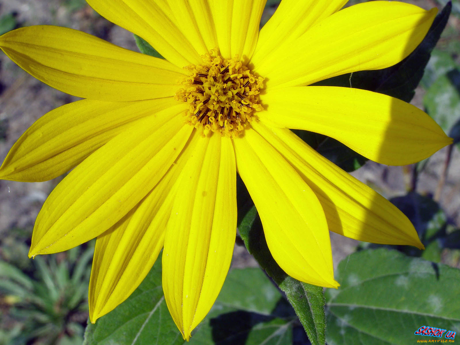 цветы, рудбекия