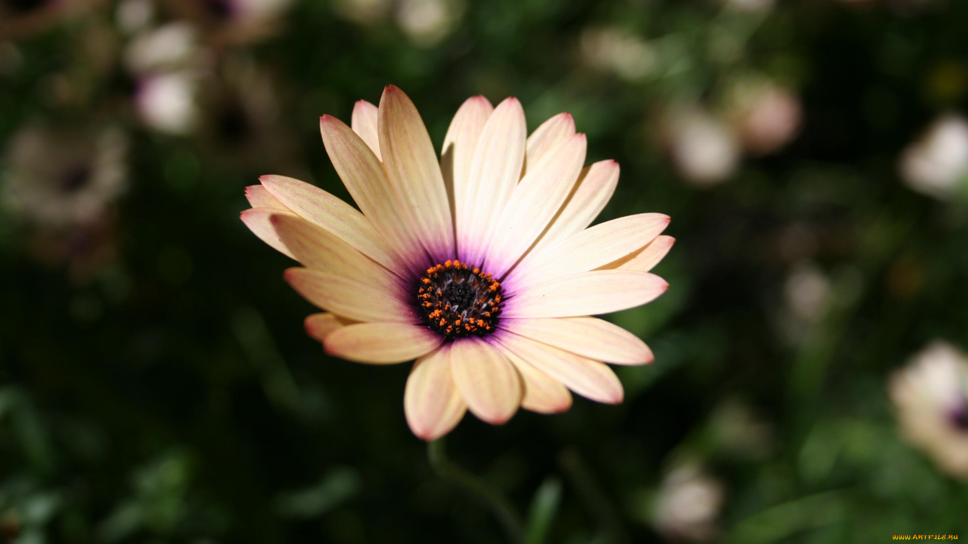 цветы, диморфотеки