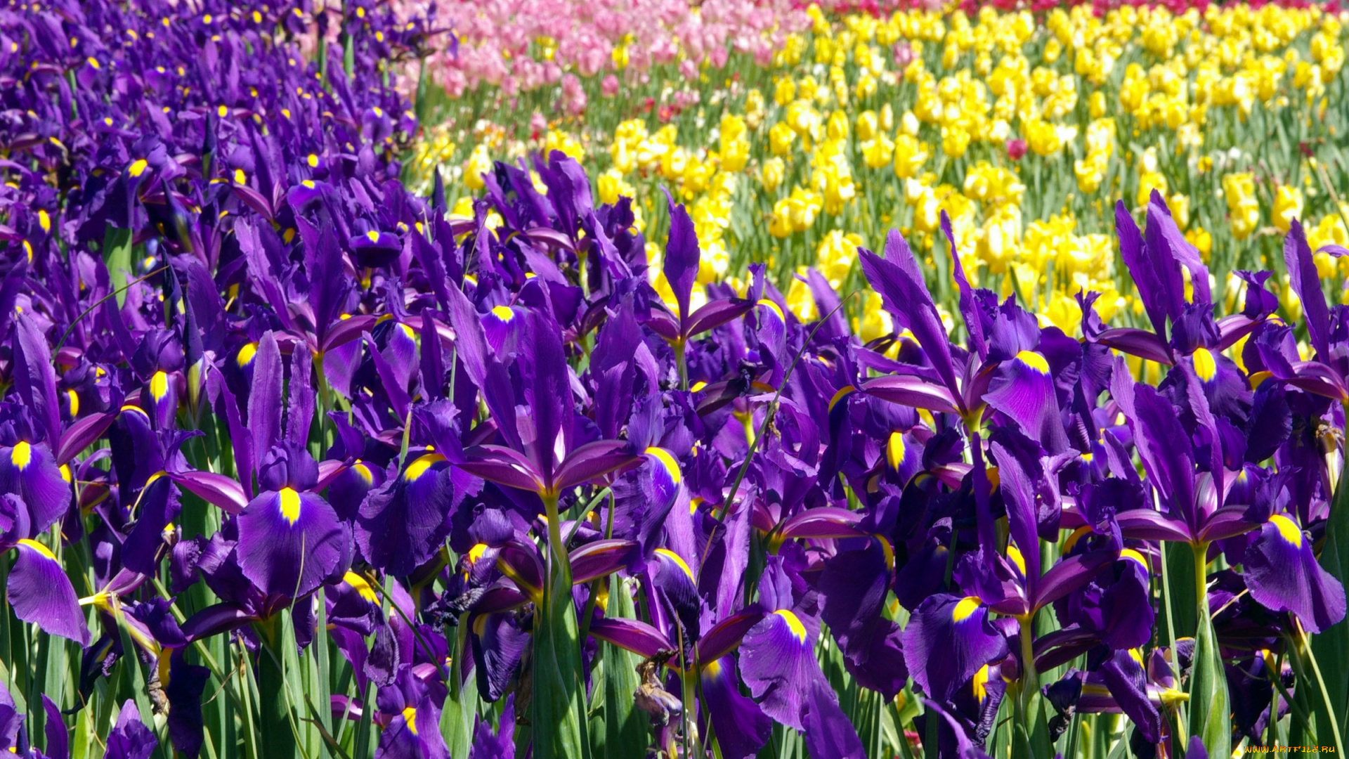 цветы, ирисы