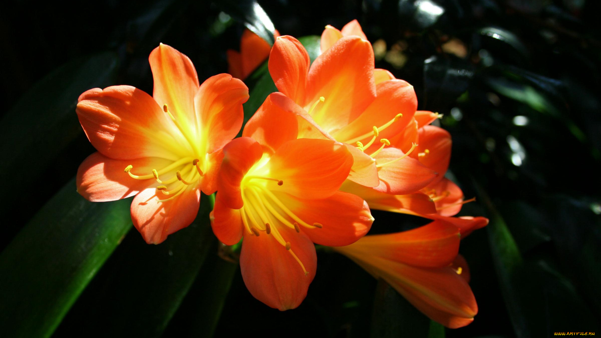 цветы, кливия