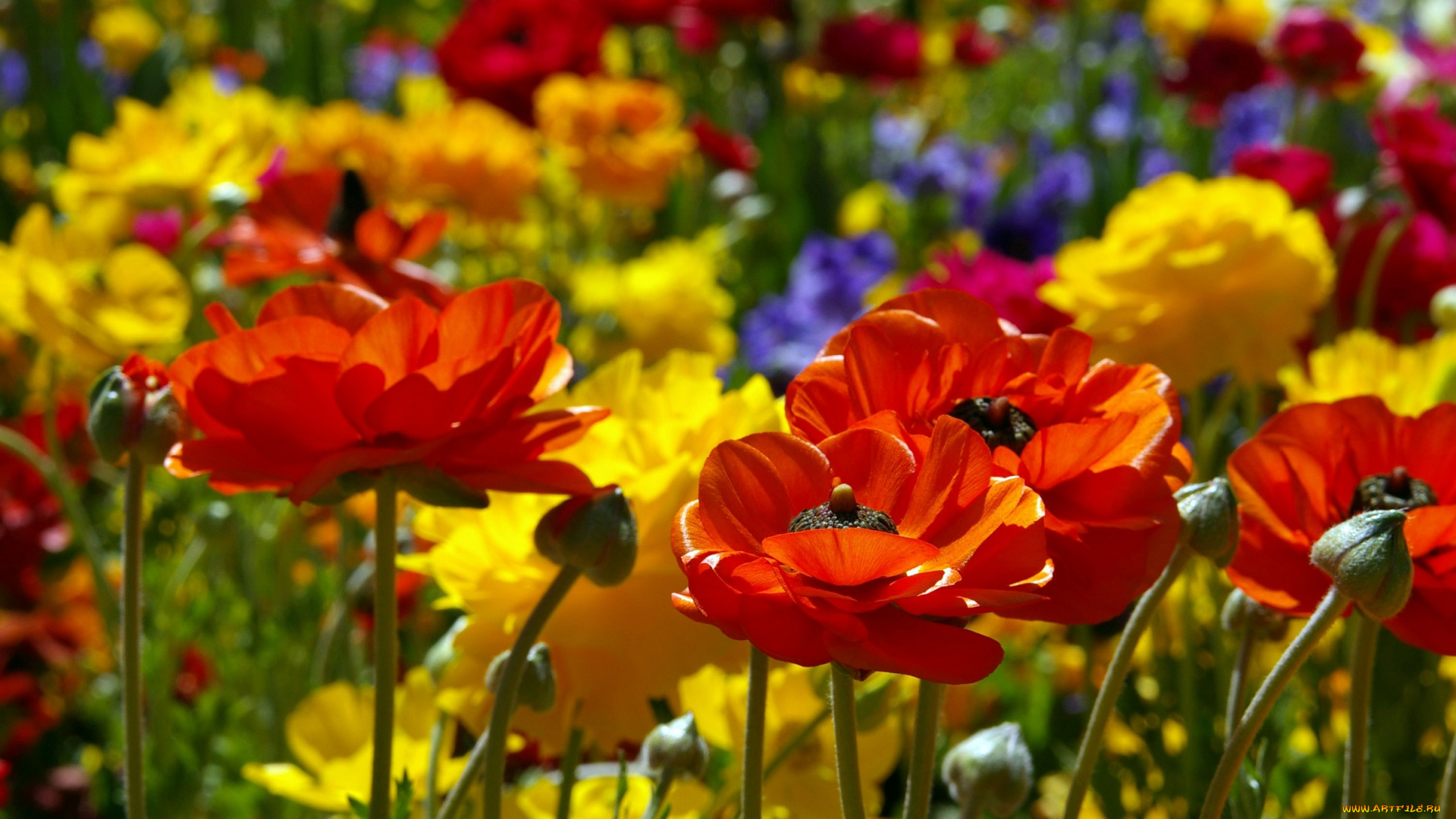 цветы, ранункулюс, азиатский, лютик