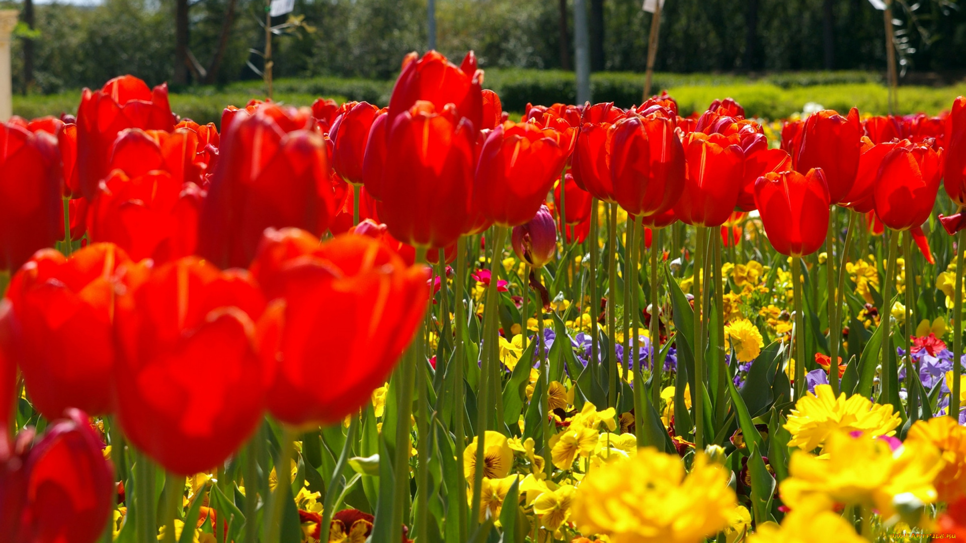 цветы, тюльпаны