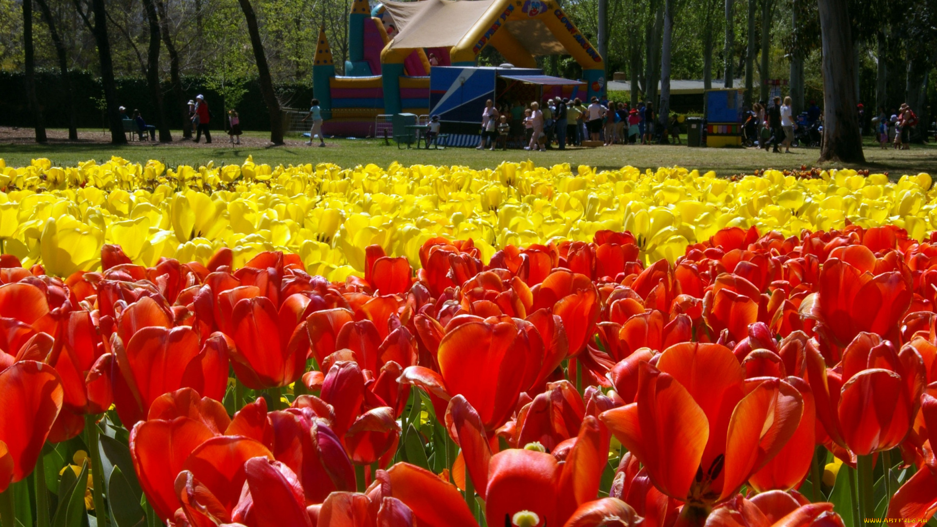 цветы, тюльпаны