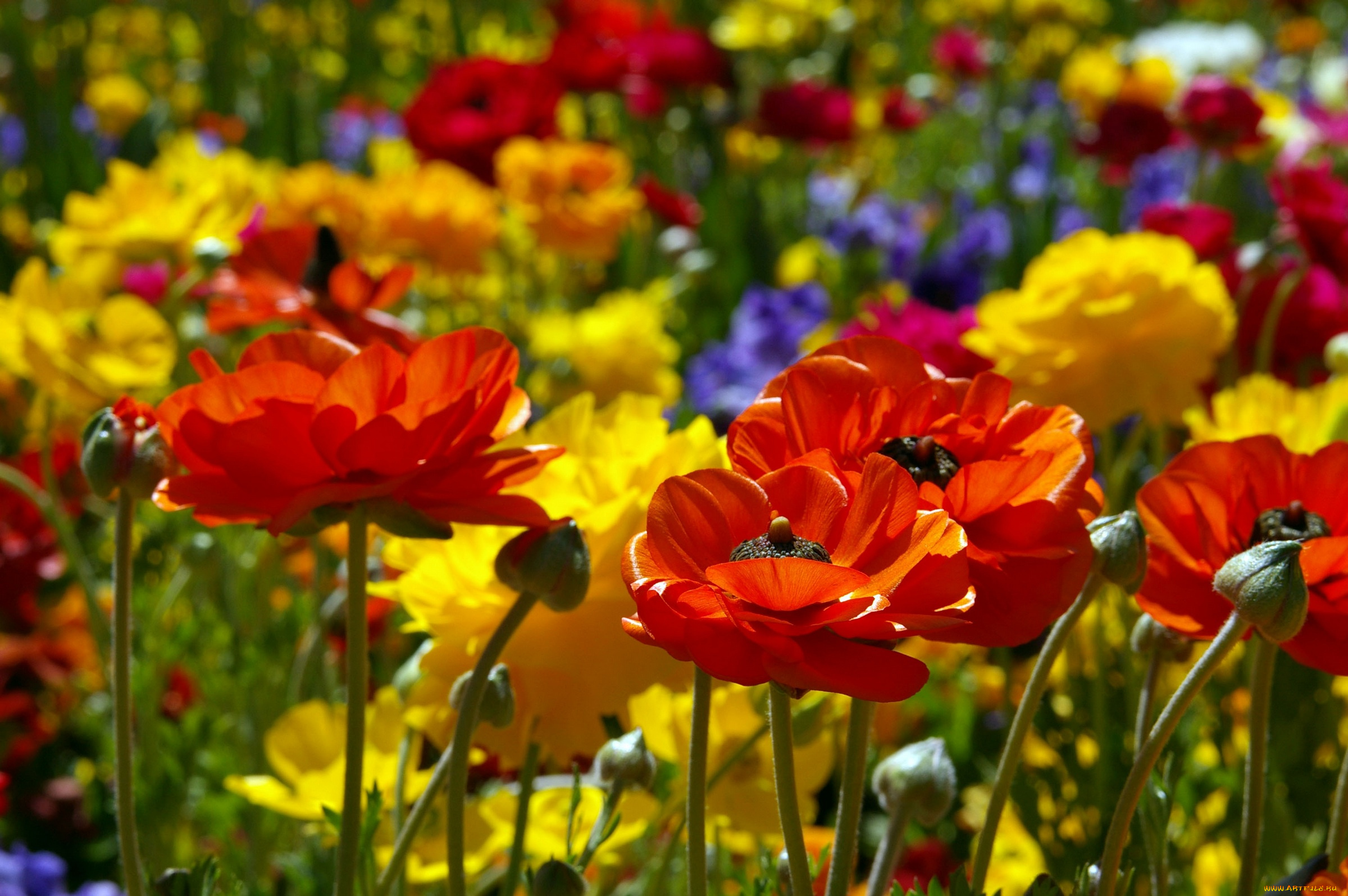 цветы, ранункулюс, азиатский, лютик