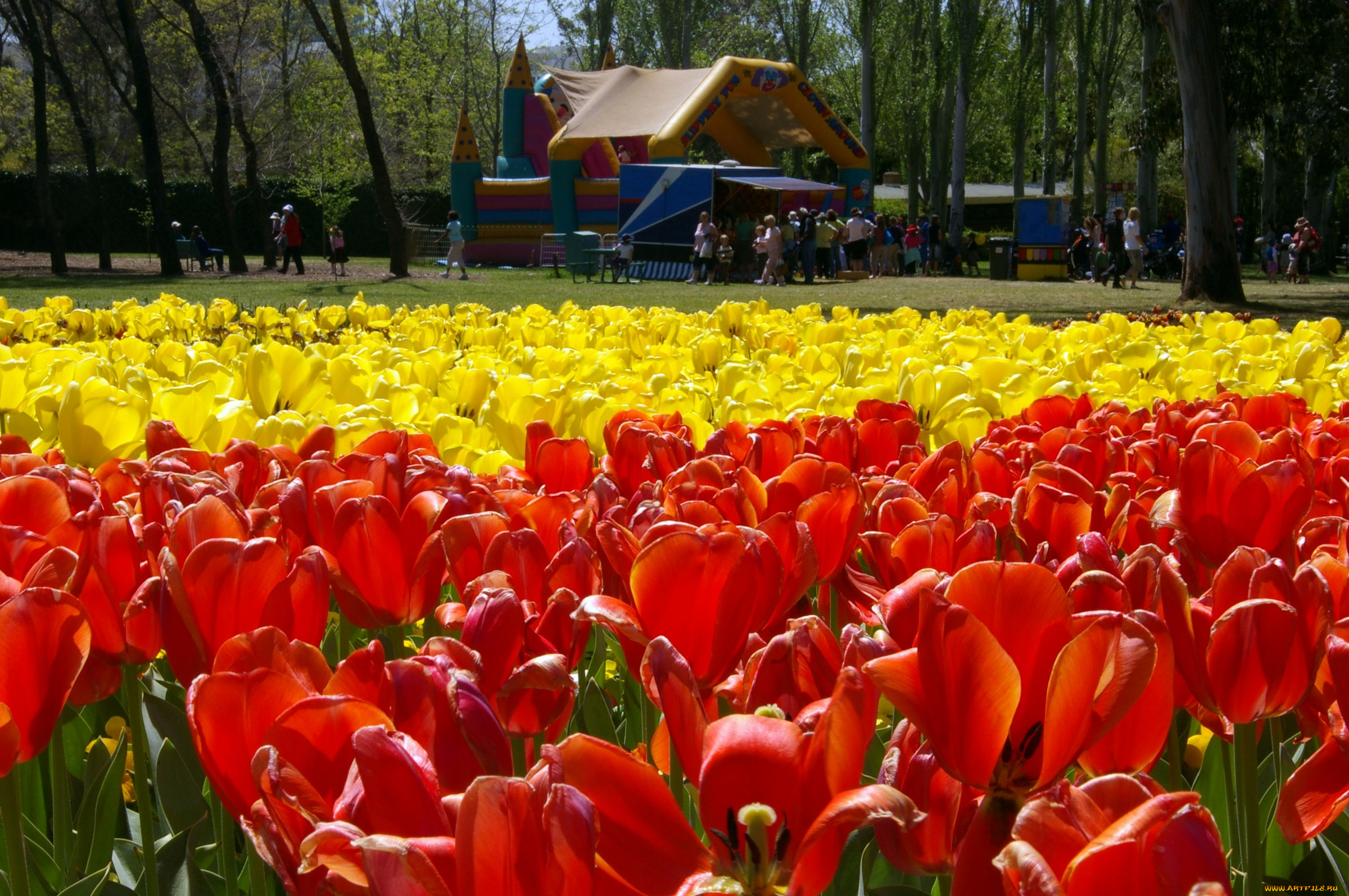 цветы, тюльпаны