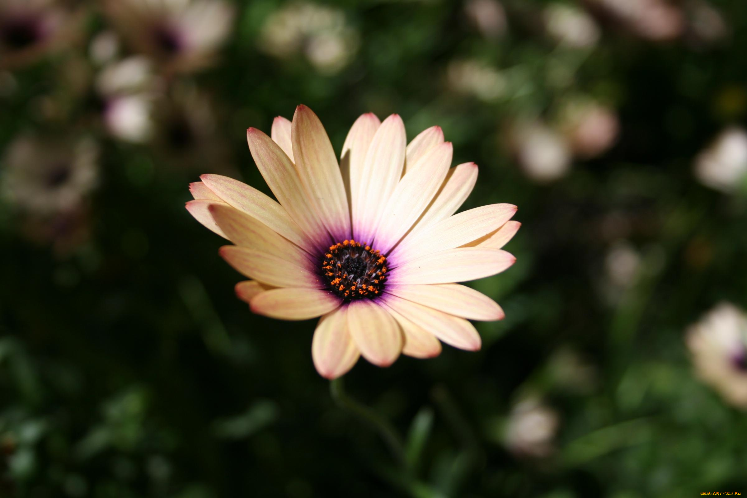 цветы, диморфотеки