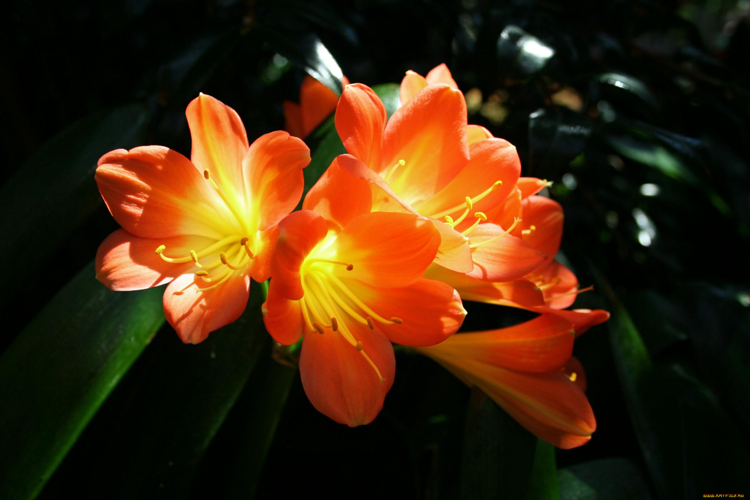 цветы, кливия