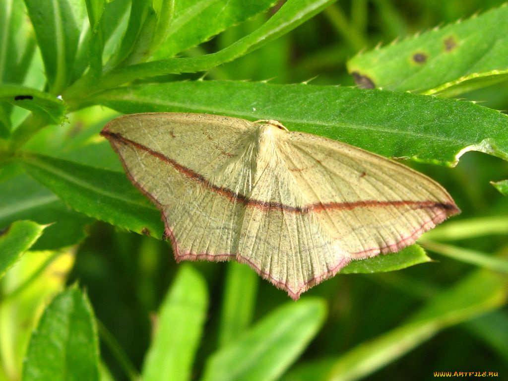 животные, бабочки