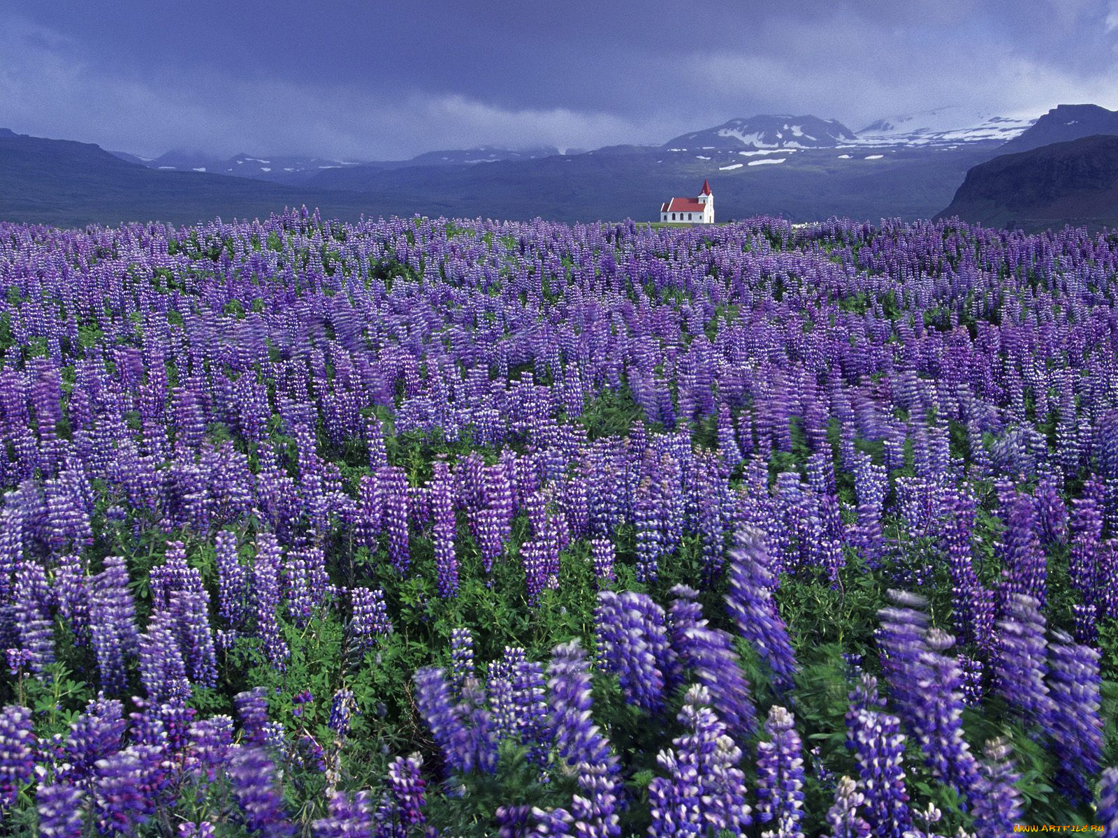 цветы, люпин