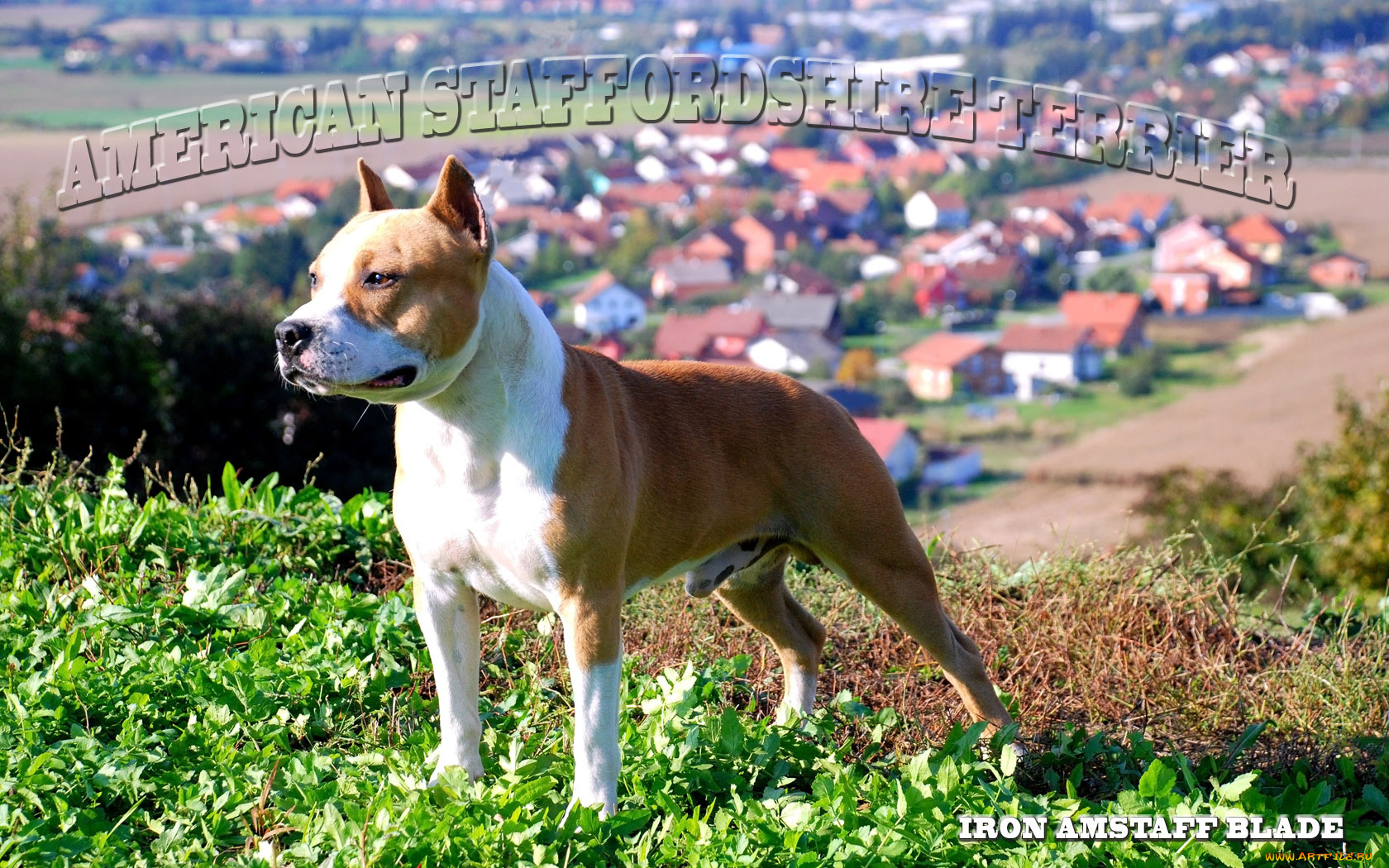 животные, собаки