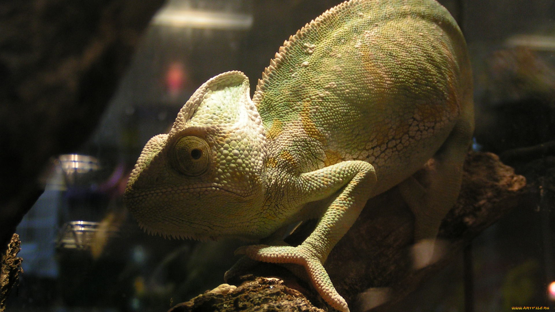 животные, хамелеоны