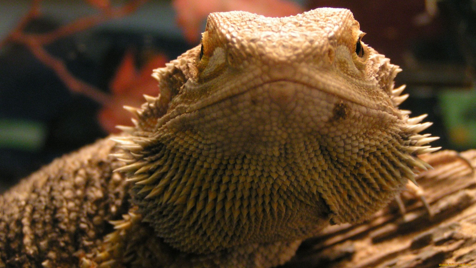 животные, Ящерицы, игуаны, вараны