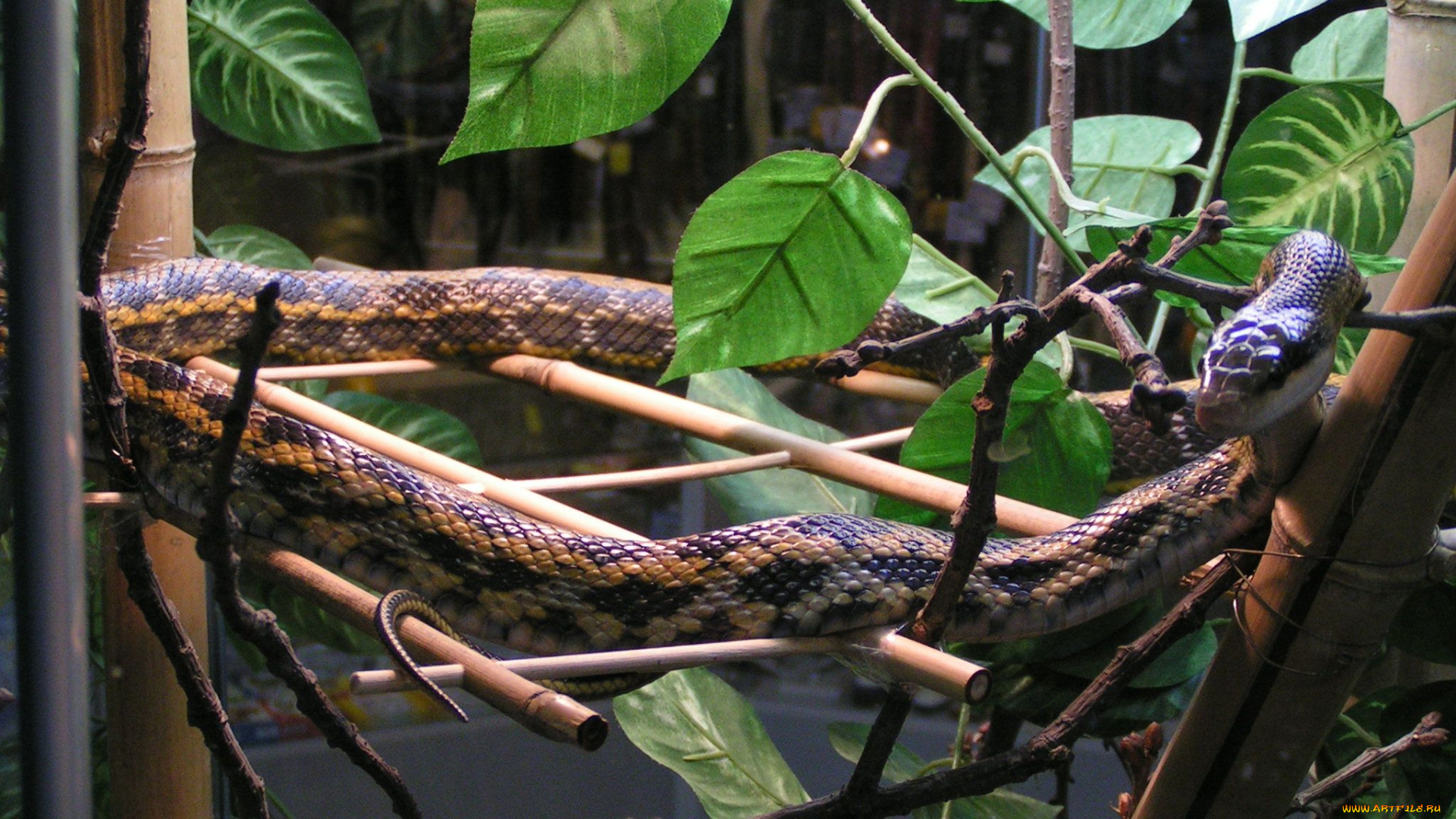 животные, змеи, питоны, кобры