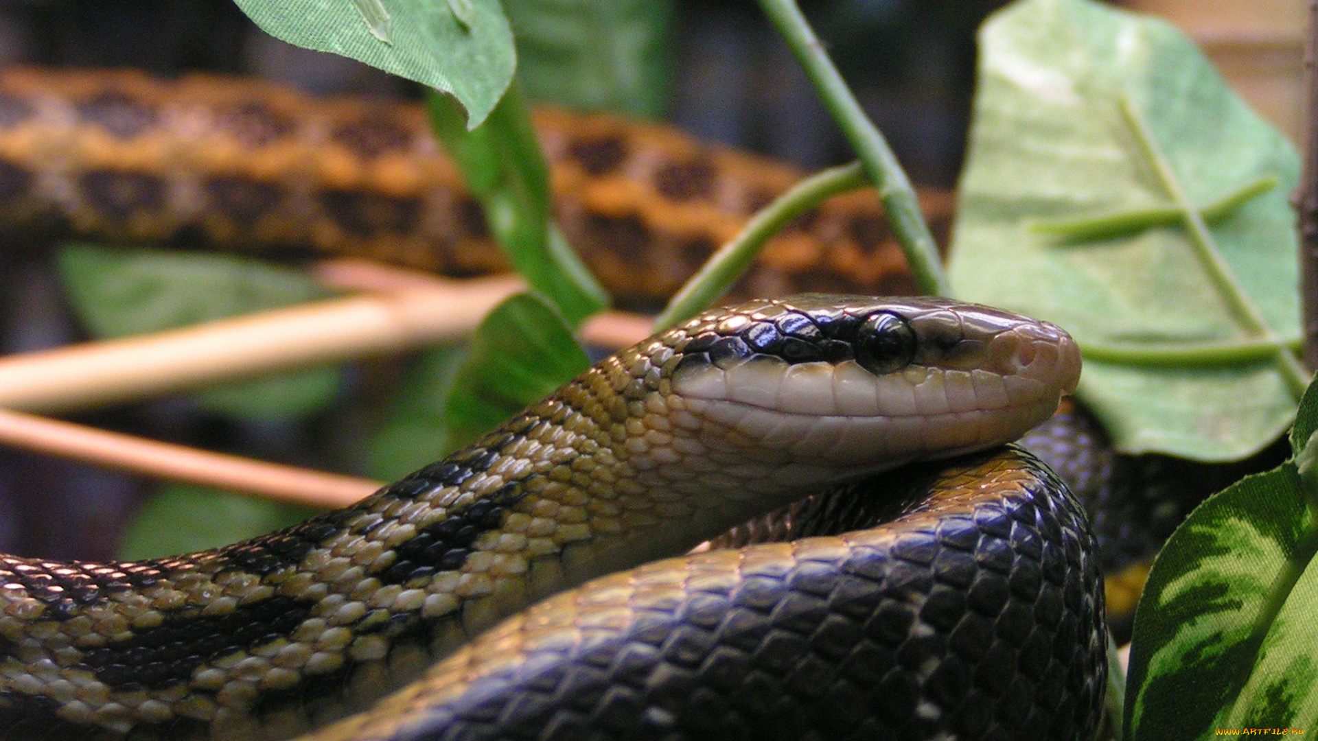 животные, змеи, питоны, кобры
