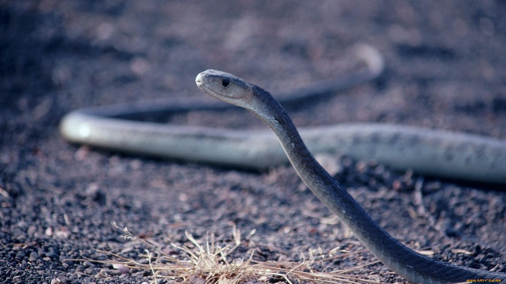 животные, змеи, питоны, кобры