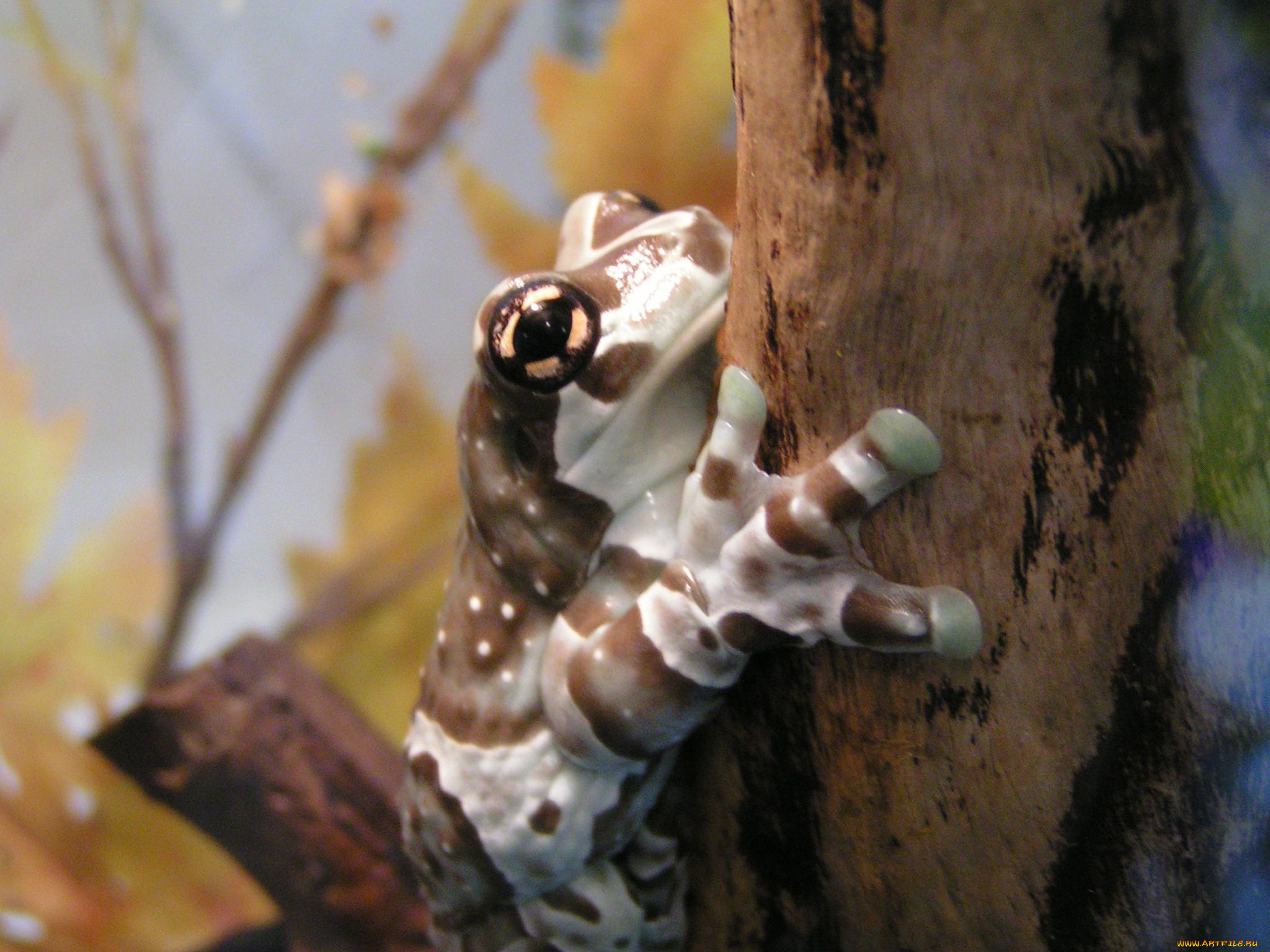 животные, лягушки