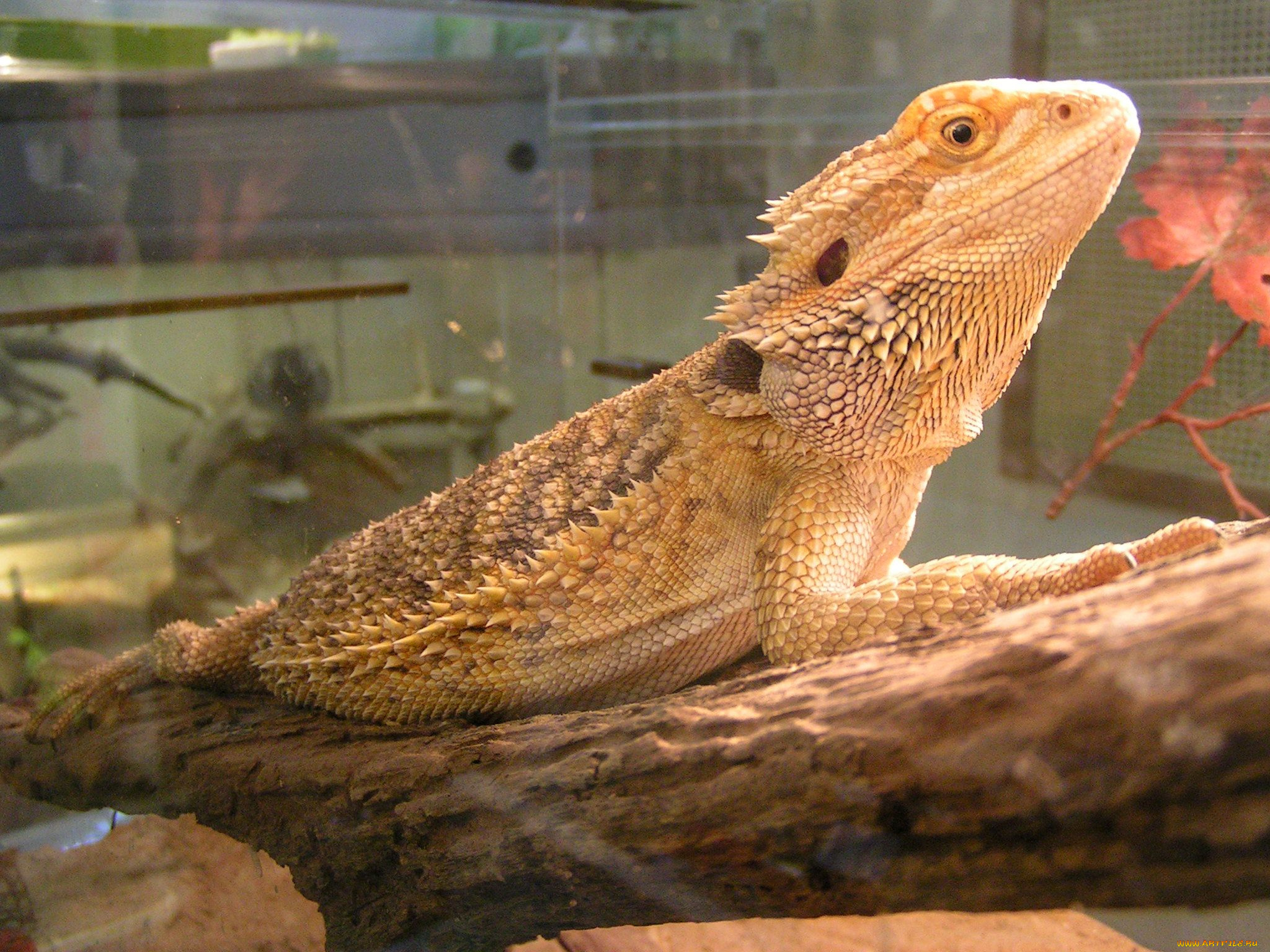 животные, Ящерицы, игуаны, вараны