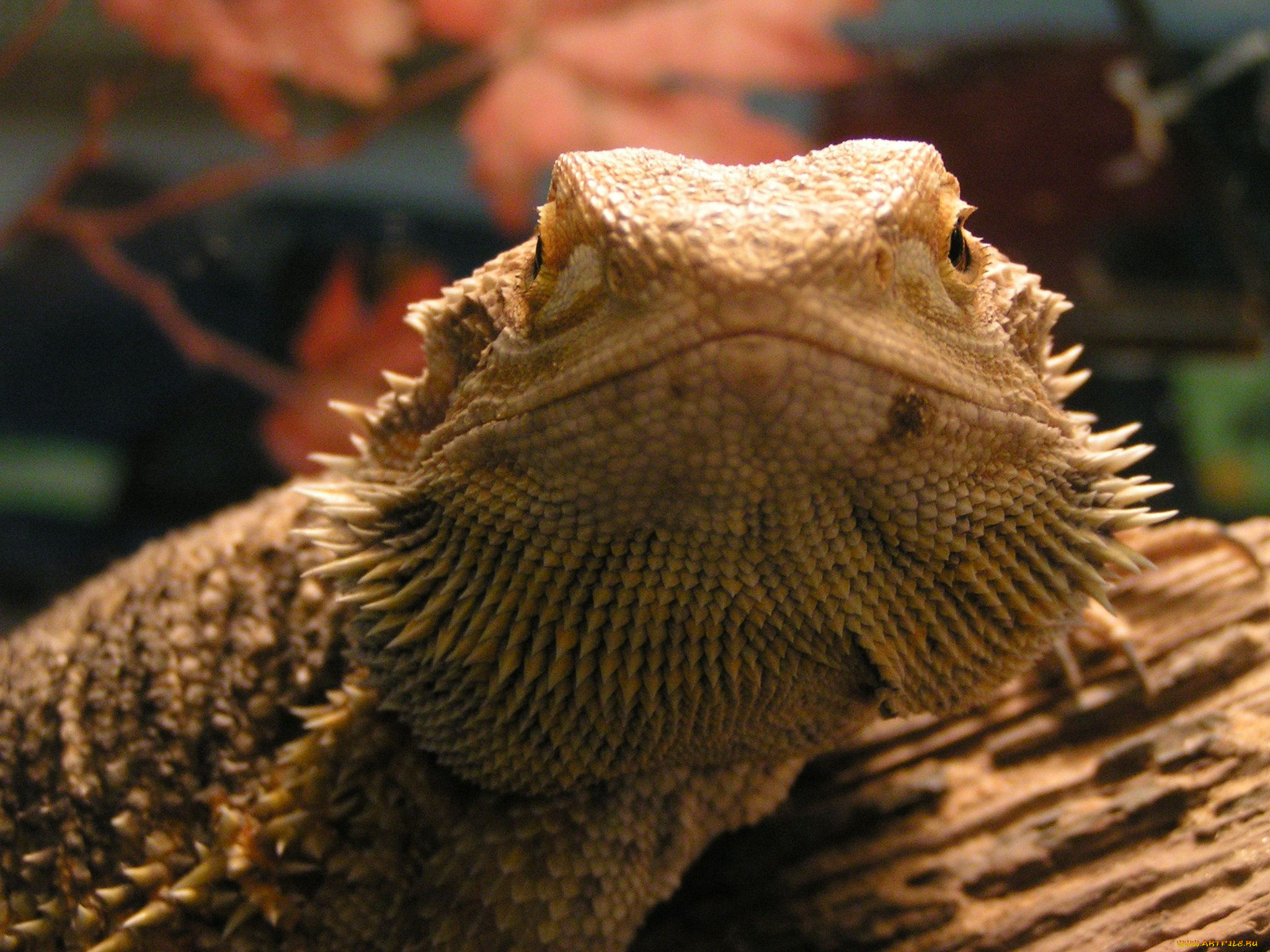 животные, Ящерицы, игуаны, вараны