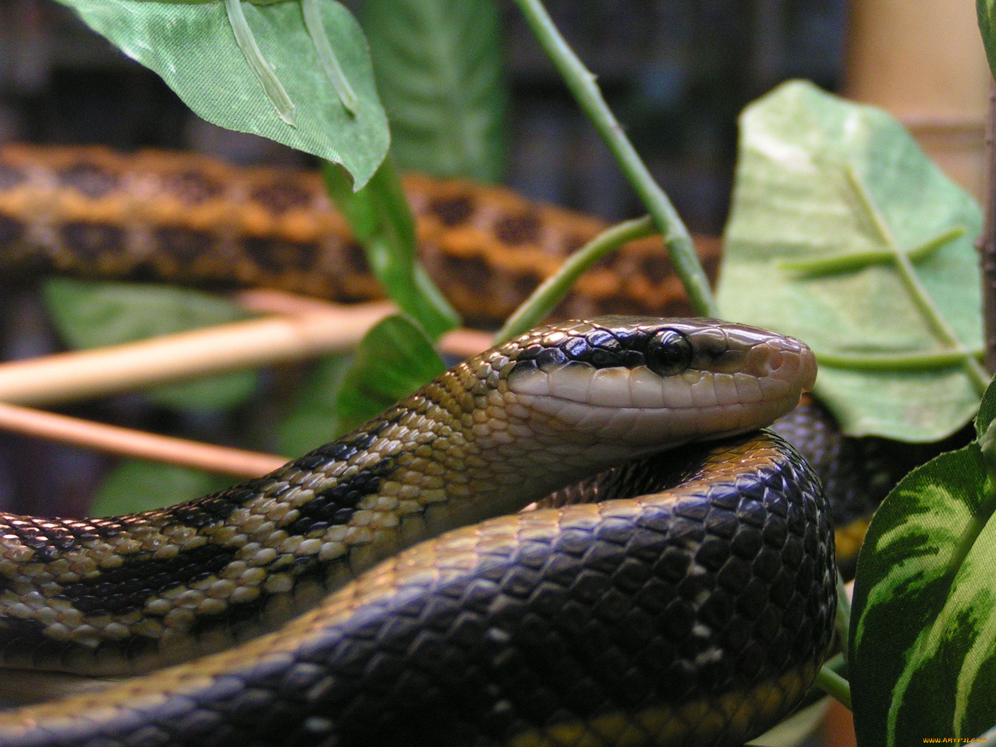 животные, змеи, питоны, кобры