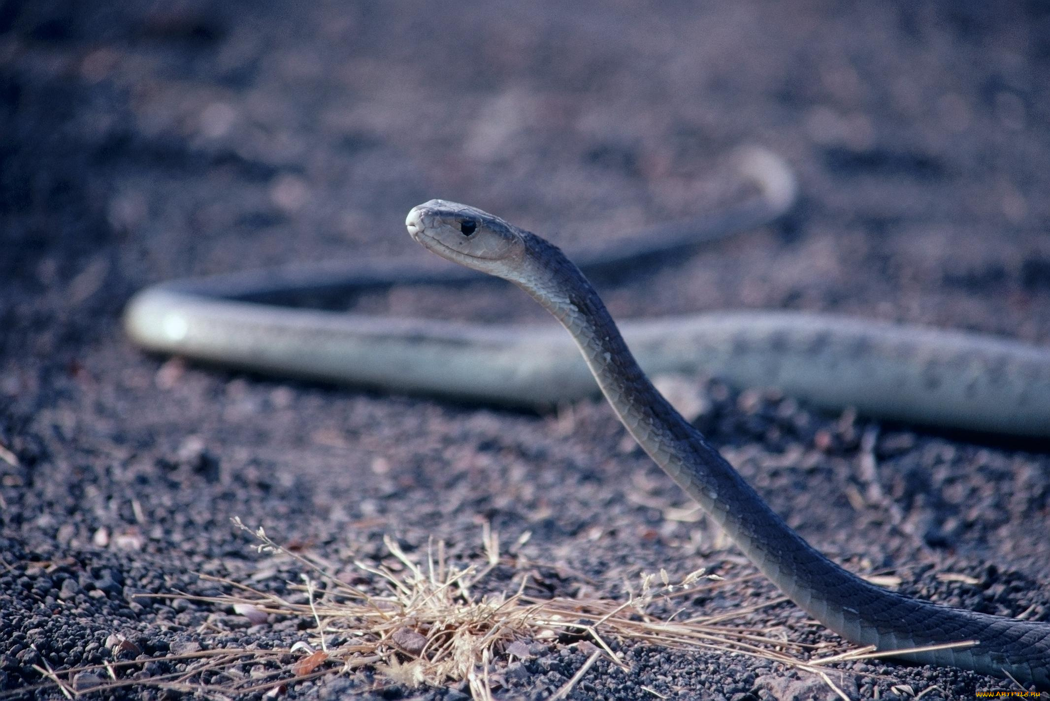 животные, змеи, питоны, кобры