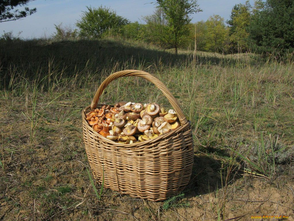 еда, грибы, грибные, блюда