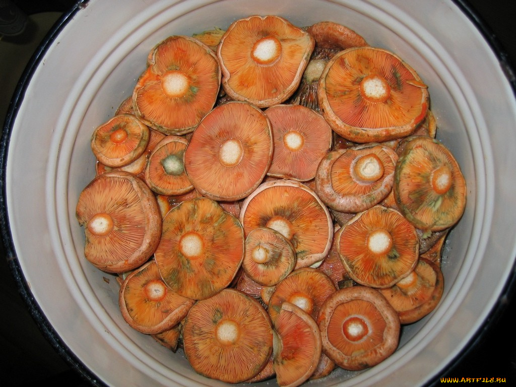 еда, грибы, грибные, блюда