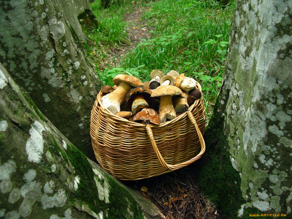 еда, грибы, грибные, блюда