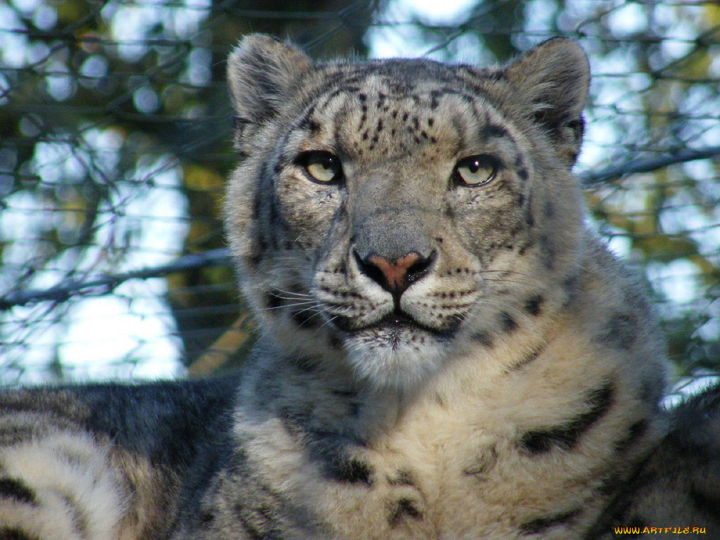 животные, снежный, барс, ирбис